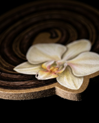 A close-up of a pale cream orchid flower resting on a round, dark brown wood slice with concentric rings, set against a solid black background.